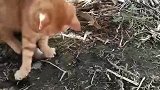 猫：别以为你藏在车子下面我就找不到你了！