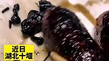 新婚丈夫迫不及待展示厨艺，遭妻子吐槽