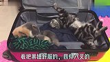 主人准备出差,刚拿出行李箱两只猫咪就躺进去了,最后还打起来了