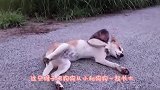 猴子把小孩当成自己的孩子，寸步不离守着小孩，镜头拍下全过程