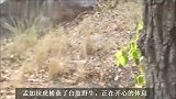 孟加拉虎：捕获白肢野牛，野牛的同伴好奇的观望，不怕老虎吗