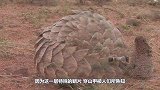 穿山甲是如何带宝宝的？一辈子难得一见，镜头记录全过程