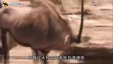 狮子捕食非洲大羚羊，没想到遭到羚羊强势反击，镜头记录全过程