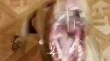 千万别暂停看，画面有些残暴