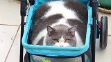 谁家的猫，好方呀，大大方方猫咪的迷惑行为 萌宠出道计划 肥猫