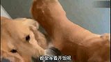 金毛索要食物被拒绝，生气得摔食盆，狗：养不起就别养