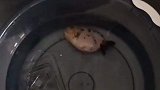 如何照顾受伤的小金鱼