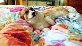 给三只柯猪清理牙结石，谁最不听话谁就是第一个，太可爱了！