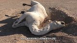 生活在沙漠中的骆驼死后，为什么不让人碰看完涨知识了