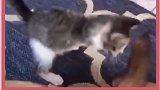 一只超酷的小猫咪，你喜欢吗