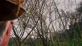 桃子姐做梅菜扣肉，这样的特色美食，你们流口水了吗