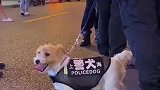 小码”缉毒犬上岗执勤萌翻路人，别看它小但是是王牌