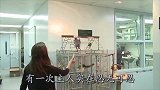 鹦鹉在外说脏话，被主人关禁闭2年，结果它拔光了自己的羽毛