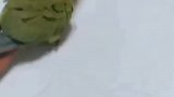 小仓鼠都要被玩坏了
