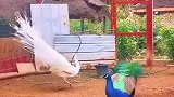 看到雌孔雀之后，白孔雀和蓝孔雀竟一起开屏，真是难得一遇啊！