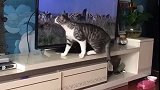 猫：这是什么东西，跑的比我还快！