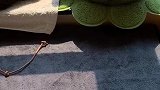 我是菠小萝