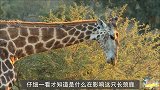 12名壮汉把长颈鹿压在地上，只为取走一件东西，看完涨见识了！