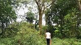 果园树下生姜长势真好，随手一拔就是3斤，真是得来不费工夫