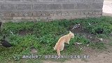 猫咪和鸡在结冰湖面上约架，接下来的一幕，请原谅我笑了！(1)