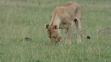 母狮保护新生的幼崽，不让同族的其它狮子靠近