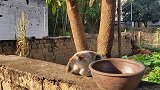 乡村萌宠，小奶猫可以在菜地里尽情的狂奔。