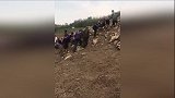 水库干涸数十条巨鱼现身 一条重300斤十几人联手搬回家