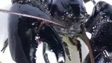 这样的龙虾你们见过吗，全身乌黑，这个能吃吗