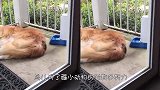 太霸道了吧？乌鸦为筑鸟巢天天去薅熊猫毛，都快扯秃了！
