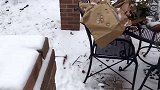大雪天里在外玩耍的猫咪，看你毛茸茸的样子，是不怕冷的吧