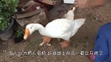 大鹅在后院不断大叫，主人以为有人偷鹅，走近一看立马慌了！