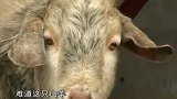 主人因为好奇，经常喂山羊吃肉喝酒，殊不知这会样会害死山羊