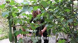 园子里的丝瓜可以吃了，做一道丝瓜炒鸡蛋，鲜香好吃，真下饭