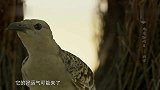雄鸟炫耀藏品倒被骗，没想到对方也是公的