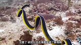 最新发现的海洋十大剧毒生物,最后一个好漂亮