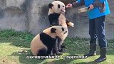 小熊猫越狱被妈妈发现，接下来大家憋住别笑，镜头记录全过程