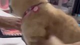 不同方向的爱，猫咪都反应不过来