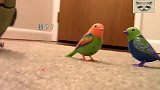 主人给鹦鹉买了两只玩具鸟，下一秒鹦鹉看见后不高兴了，主人看蒙