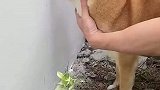主人为三只狗狗打狗洞