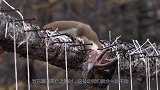 黄鼠狼的“死亡之舞”是怎么回事？野兔刚看完，小命就没了！