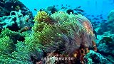野生动物宝宝：小分队全员出动，一起探险海底世界，真是太激动了