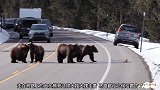 五只灰熊正大摇大摆走在马路上，路过的汽车只能停下来远远看着