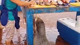 碰上这样的小海狮 你会给它条鱼吃吗