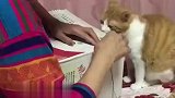 猫猫喜欢玩高一点的纸箱，妈妈每隔一段时间用针线缝纸箱