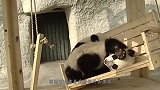 男子翻围墙摸熊猫，结果熊猫死活不让他走，镜头拍下全过程