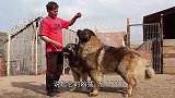 藏獒“恐吓”男子，没想到他还养了条巨蟒当宠物，这下玩儿大了
