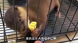 水獭偷了猫咪玩具，事后乖乖跑去道歉，结局太搞笑了