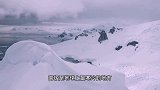 南极洲的企鹅怕冷吗？他们怎么过冬？小企鹅不小心被冻死！