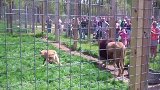 狮子为什么会惧怕“马赛人”？ 镜头记录全过程，看完大开眼界