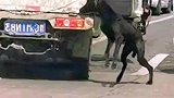 顽皮狗子越狱倒挂车外主人无奈